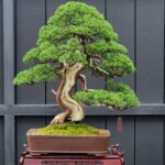 บอนไซ ID952: Kishu​ Shimpaku, informal Upright style