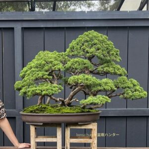 บอนไซ ID941: Kishu​ Shimpaku​ forest style