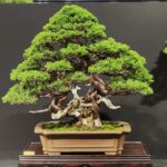 บอนไซ ID944: Itoigawa​ Shimpaku​ - twin trunk Top Class Quality (Tree under repoting)