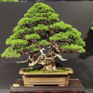 บอนไซ ID944: Itoigawa​ Shimpaku​ - twin trunk Top Class Quality (Tree under repoting)