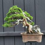 บอนไซ ID946: Itoigawa Root over rock (material)