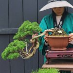 บอนไซ ID949: Kishu Shimpaku, Cascaded style