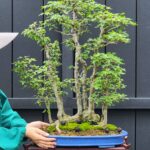 บอนไซ ID950: Kaede Maple - rafted style