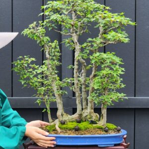 บอนไซ ID950: Kaede Maple - rafted style
