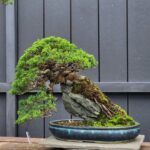 บอนไซ ID955: Kishu​ Shimpaku