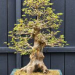 บอนไซ ID956: Kaede Maple