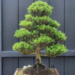 บอนไซ ID954: Japanese Cedar - Sugi