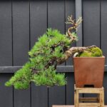 บอนไซ ID957: Japanese Black Pine -Semi Cascade style (H60xW80cm)