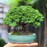 บอนไซ ID958: Renzan Hinoki