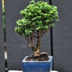 บอนไซ ID959: Sekka Hinoki