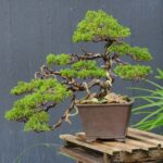 บอนไซ ID964: Itoigawa​ Shimpaku​ - slanted style