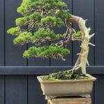 บอนไซ ID963: Itoigawa​ Shimpaku​ - windswept style