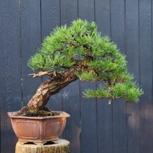 บอนไซ ID966: Japanese Black Pine​ - slanted style 40-45yrs old
