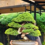 บอนไซ ID962: Itoigawa​ Shimpaku​ - Moyogi - Top Class Quality