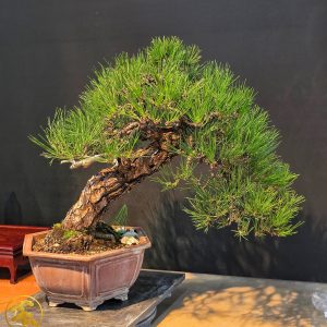 บอนไซ ID966: Japanese Black Pine​ - slanted style 40-45yrs old