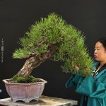 บอนไซ ID966: Japanese Black Pine​ - slanted style 40-45yrs old