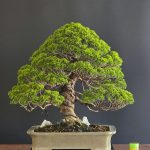 บอนไซ ID967: Itoigawa​ Shimpaku​ - Moyogi style 45yrs old