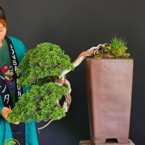 บอนไซ ID976: Kishu Shimpaku : Cascade style