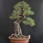 บอนไซ ID979: Japanese Black Pine