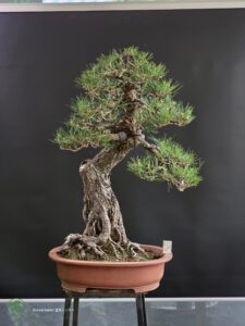 บอนไซ ID979: Japanese Black Pine