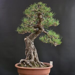 บอนไซ ID979: Japanese Black Pine