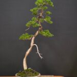 บอนไซ ID978: Itoigawa​ Shimpaku​ - literati