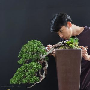 บอนไซ ID976: Kishu Shimpaku : Cascade style