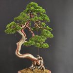 บอนไซ ID980: Kishu Shimpaku​ - literati