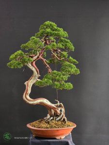 บอนไซ ID980: Kishu Shimpaku​ - literati