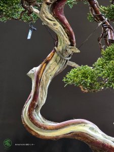 บอนไซ ID990 : Itoigawa-shimpaku - Image 2