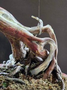 บอนไซ ID990 : Itoigawa-shimpaku - Image 3