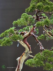 บอนไซ ID990 : Itoigawa-shimpaku - Image 4