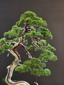 บอนไซ ID990 : Itoigawa-shimpaku - Image 5