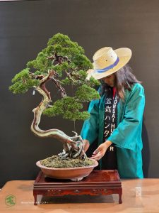 บอนไซ ID980: Kishu Shimpaku​ - literati - Image 6