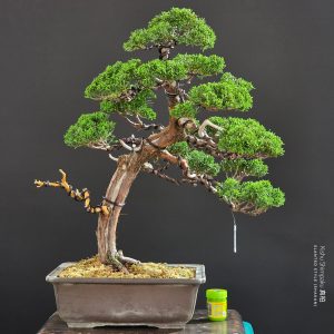 บอนไซ ID982: Kishu Shimpaku​ - Slanted Style