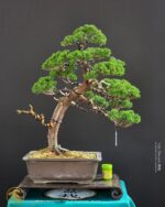 บอนไซ ID982: Kishu Shimpaku​ - Slanted Style