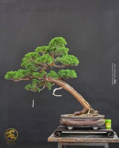 บอนไซ ID983: Kishu Shimpaku​ - Slanted Style