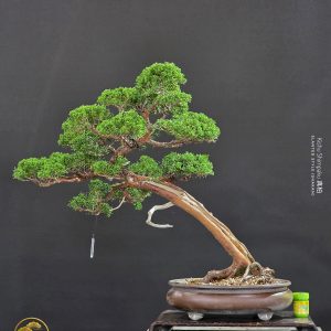 บอนไซ ID983: Kishu Shimpaku​ - Slanted Style