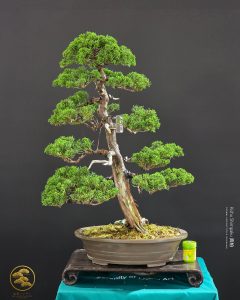 บอนไซ ID984: Kishu Shimpaku​ - formal upright style (h60cm)