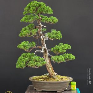 บอนไซ ID984: Kishu Shimpaku​ - formal upright Style