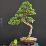 บอนไซ ID981: Kishu Shimpaku​ - literati (h55cm)