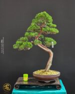 บอนไซ ID981: Kishu Shimpaku​ - literati (h55cm)