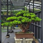 บอนไซ ID985: Podocapus สนใบพาย (กว้าง 1.5ม.)