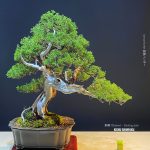 บอนไซ ID987: Itoigawa Shimpaku​ - Slanted style (hcm)