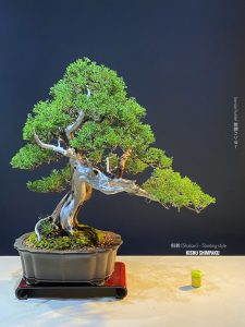 บอนไซ ID987: Itoigawa Shimpaku​ - Slanted style (hcm)