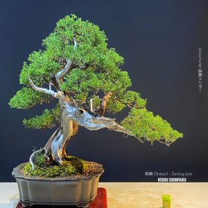 บอนไซ ID987: Itoigawa Shimpaku​ - Slanted style (hcm)