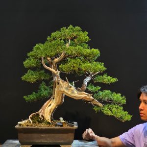 บอนไซ ID987: Itoigawa Shimpaku​ - Slanted style (hcm)