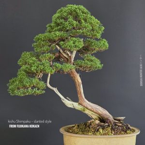 บอนไซ ID986: Kishu Shimpaku​ - Slanted style (hcm)