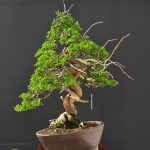 บอนไซ ID995 : Itoigawa-shimpaku