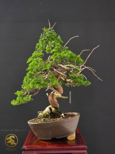 บอนไซ ID995 : Itoigawa-shimpaku
